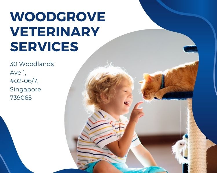 IP POE CCTV System Iroyal Client Installation – Woodgrove Veterinary Services
